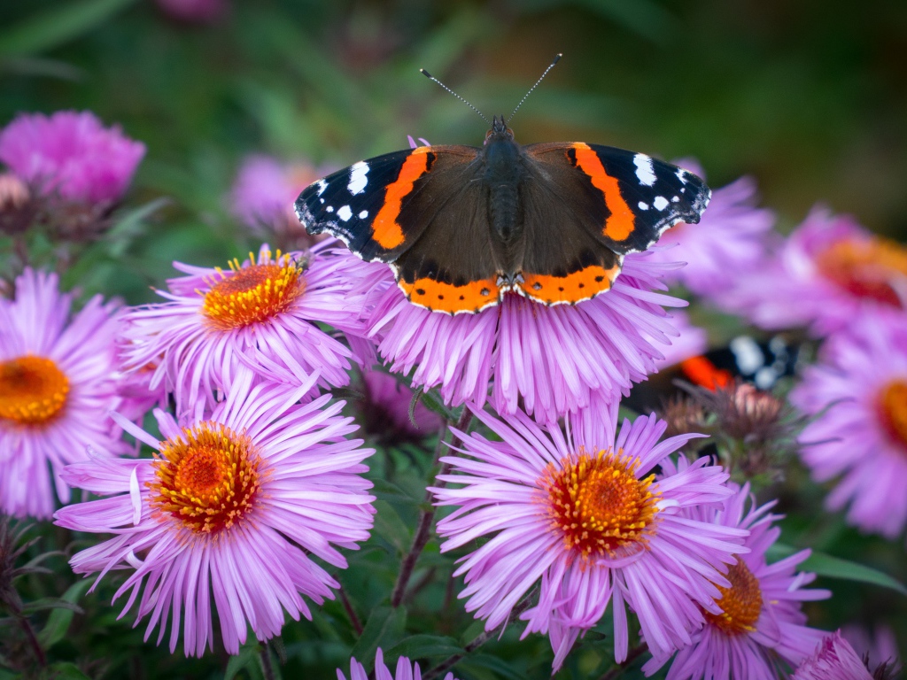 Бочка сидит на розовом цветке астры 