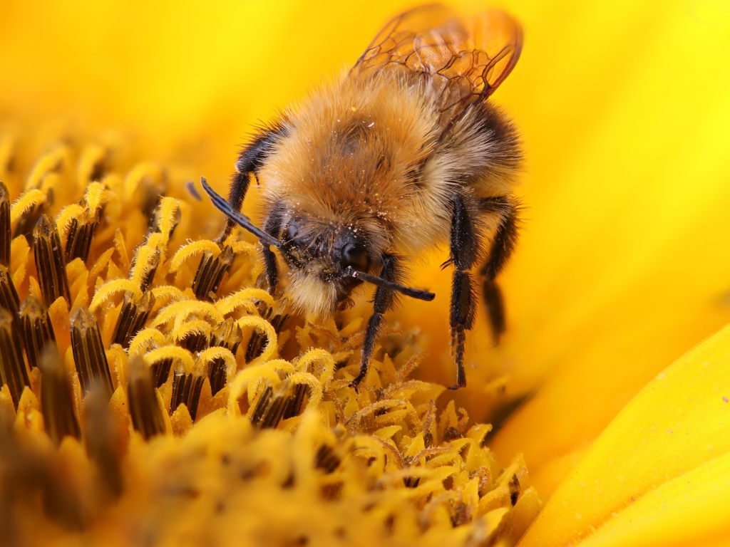 Пчела собирает сладкий нектар на цветке подсолнуха