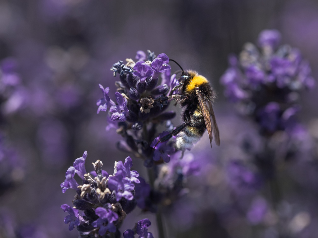 Пчела сидит на фиолетовом цветке лаванды 