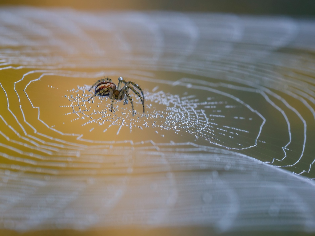 Большой паук сидит на паутине в каплях росы 