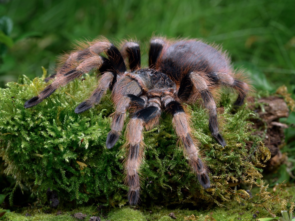 Большой паук тарантул идет по покрытой мхом земле