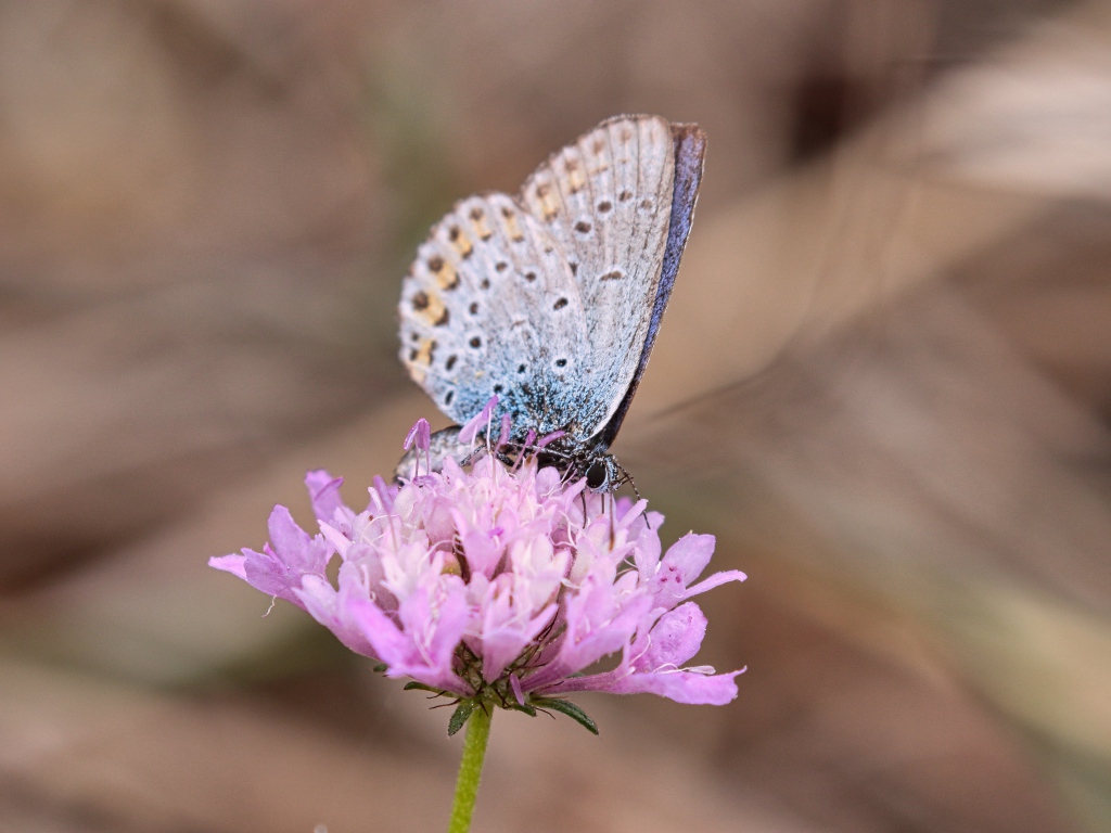 Красивая голубая бабочка на розовом цветке