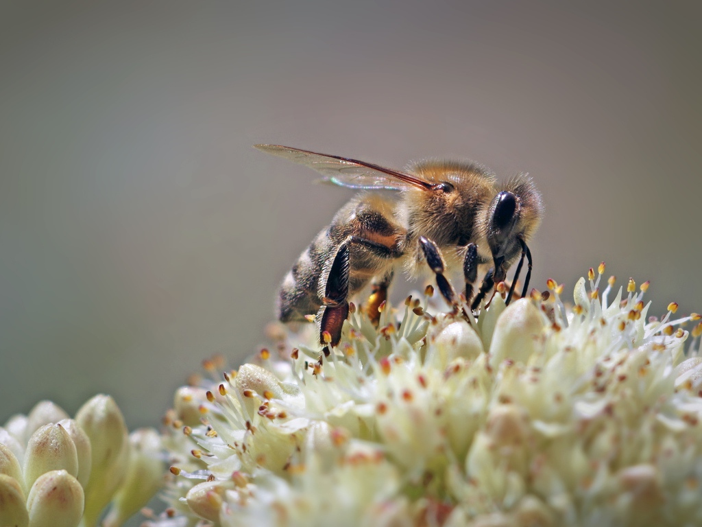Пчела собирает нектар на цветке на сером фоне