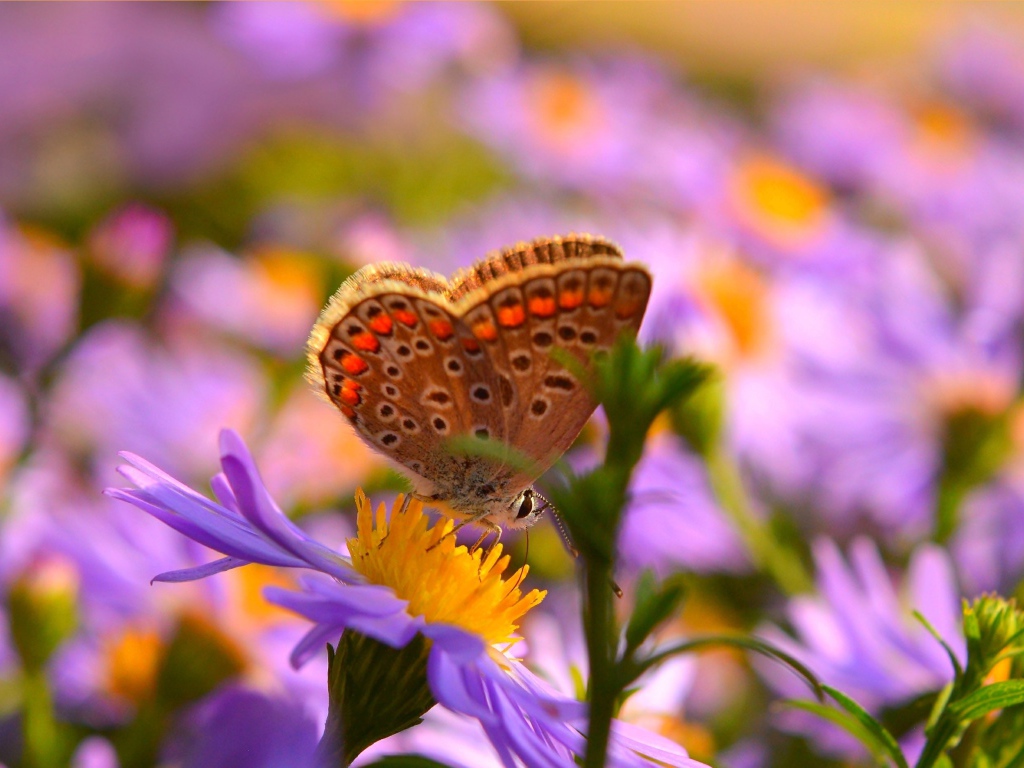 Коричневая бабочка на розовых цветах сентябринки 