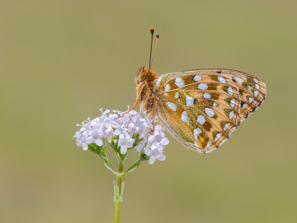 Коричневая бабочка сидит на цветке на коричневом фоне 