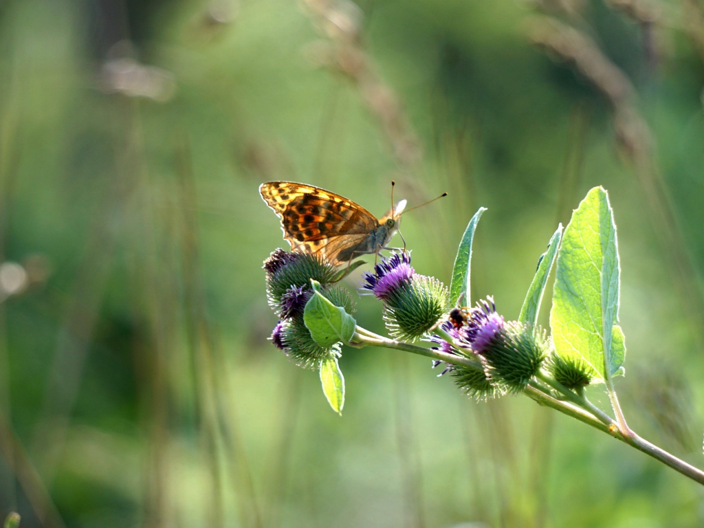 Бабочка сидит на ветке репейника