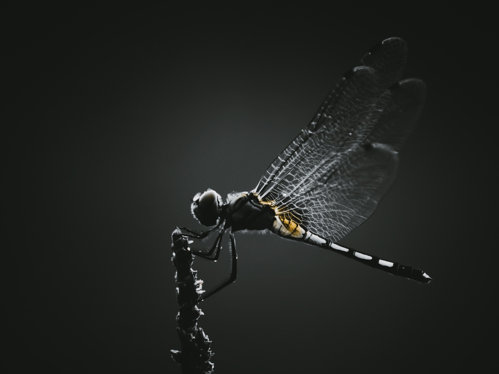 Стрекоза сидит на ветке на черном фоне 