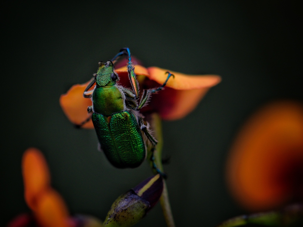 Зеленый жук сидит на цветке
