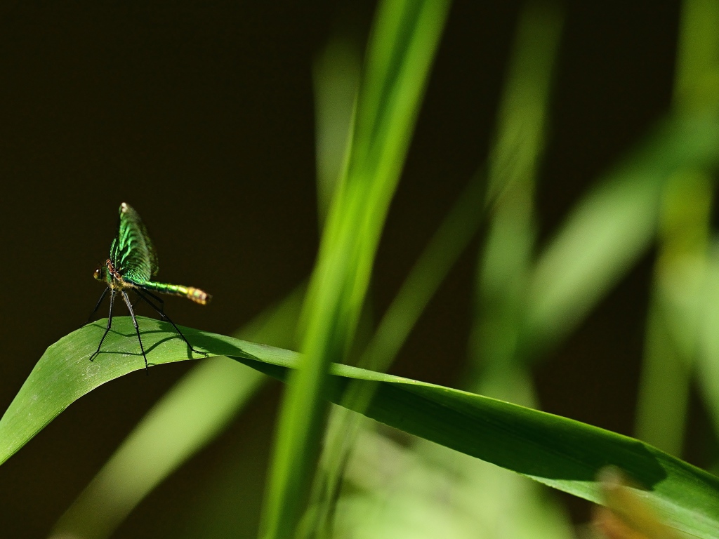 Зеленая стрекоза сидит на траве на черном фоне