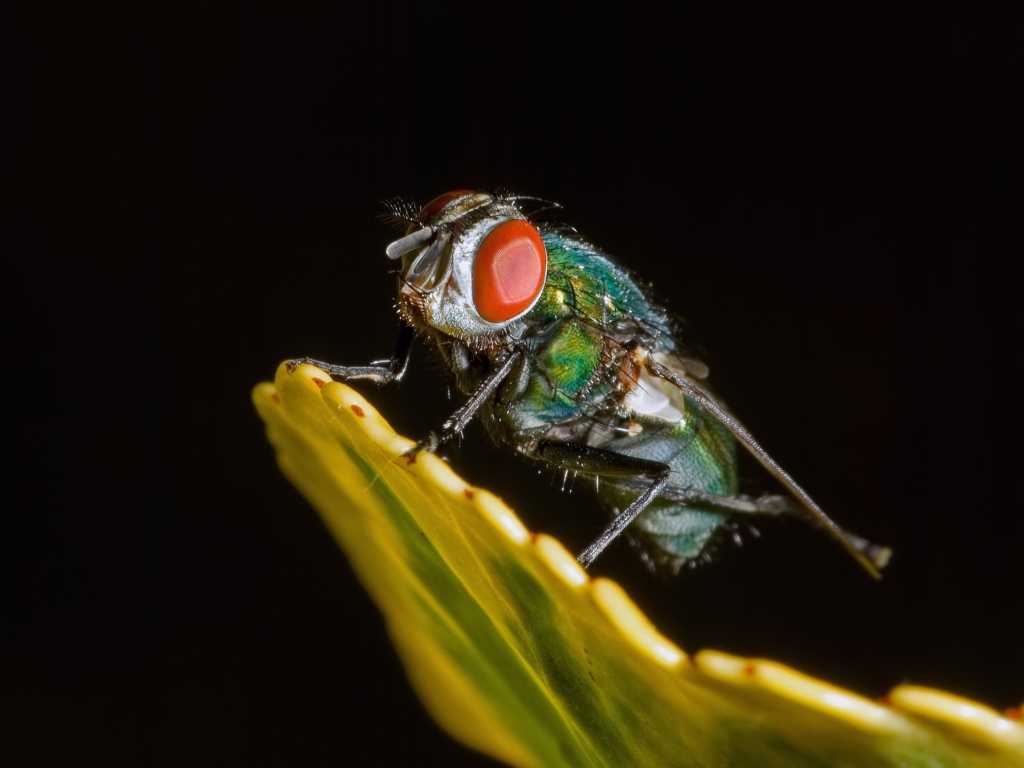 Зеленая муха на черном фоне крупным планом