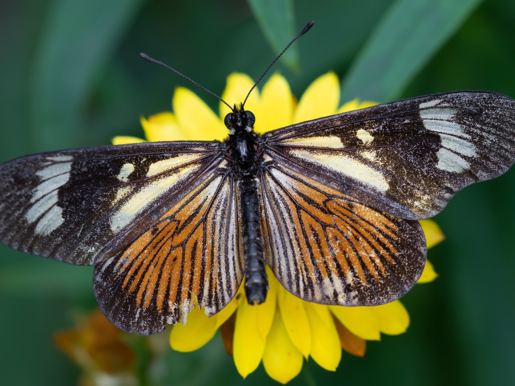 Большая коричневая бабочка на желтом цветке крупным планом