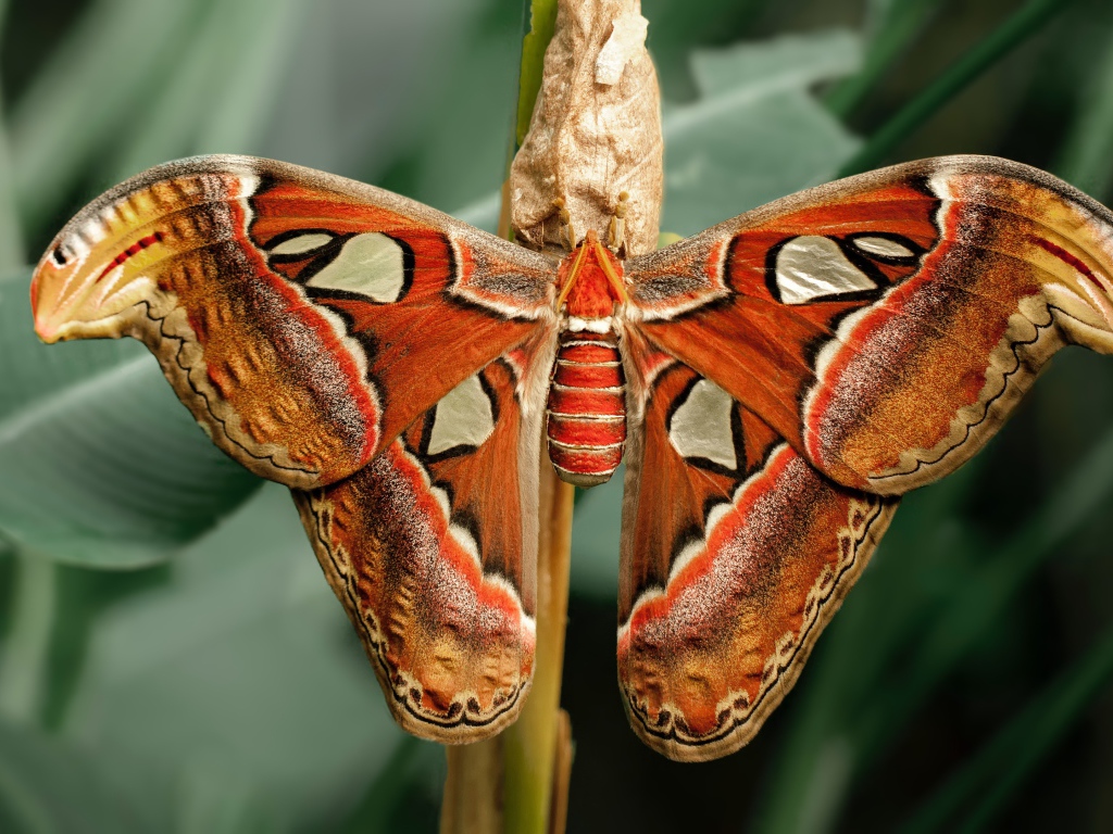 Большая бабочка с коконом на ветке 
