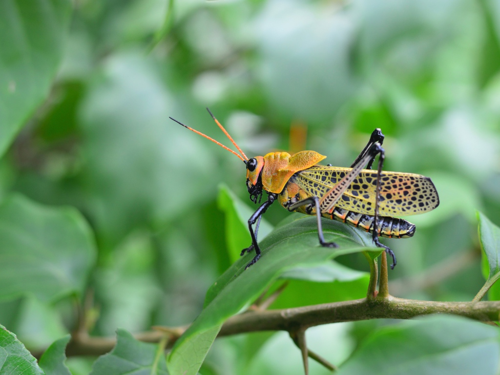 Большой желтый кузнечик сидит на зеленой ветке 