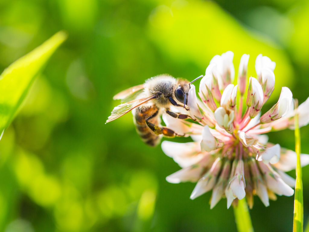 Маленькая пчела сидит на белом цветке клевера 