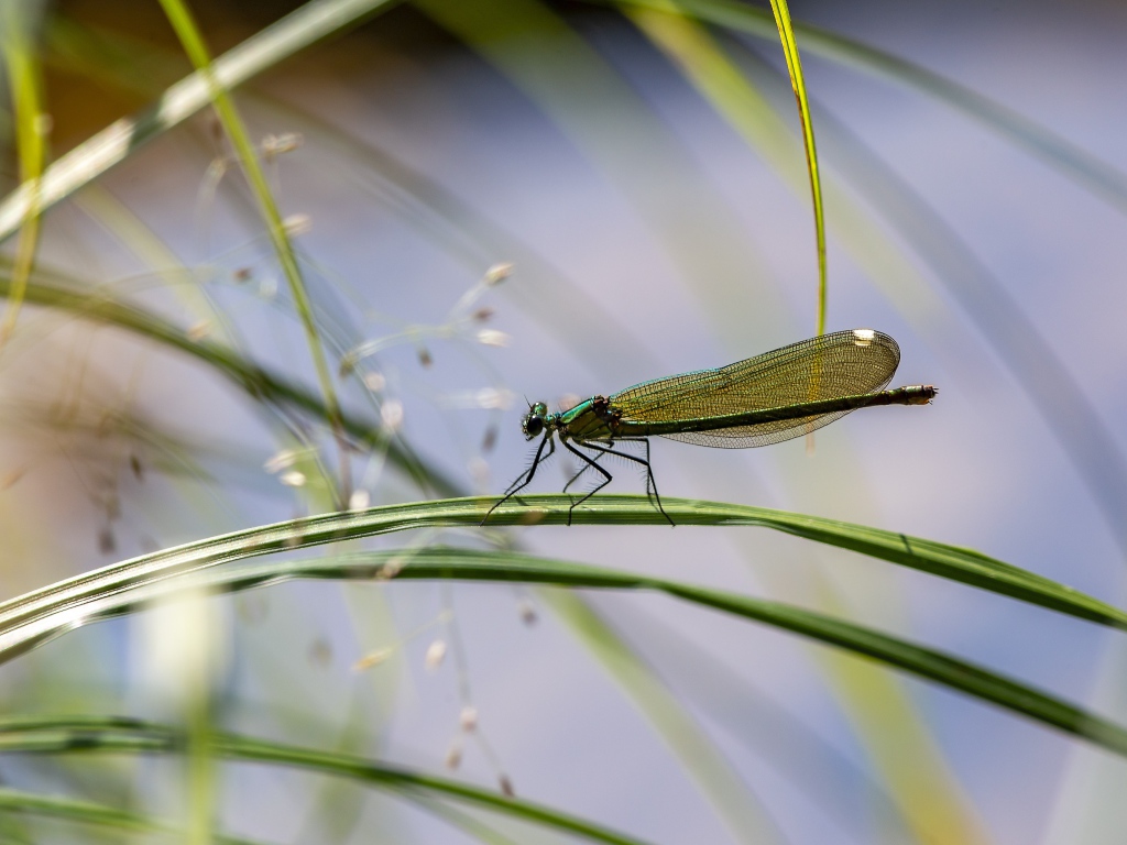 Маленькая зеленая стрекоза сидит на траве