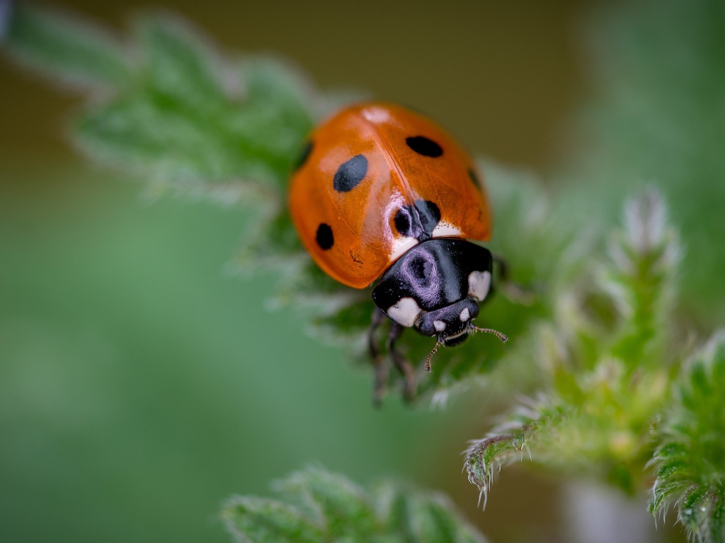 Little ladybug on a green leaf