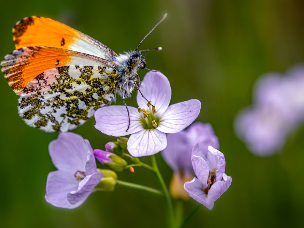 Маленькая бабочка сидит на розовом цветке 