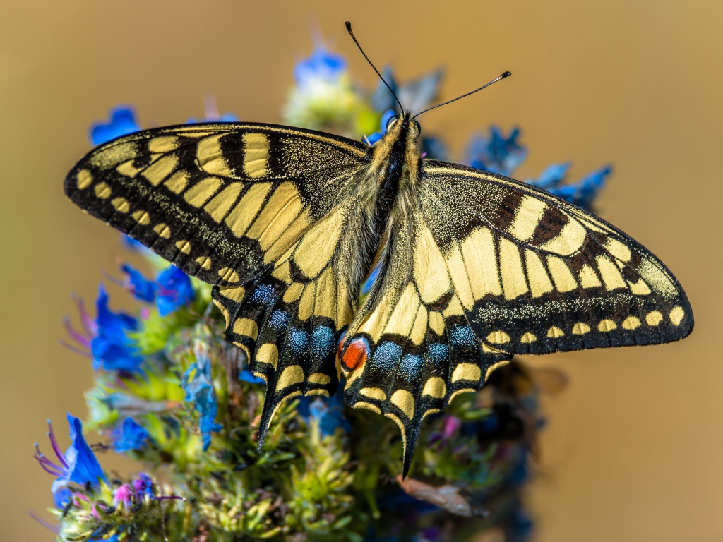 Бабочка махаон сидит на синем цветке 