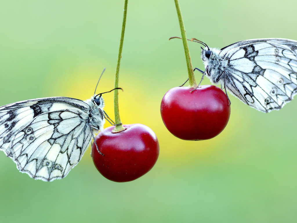 Две бабочки сидят на красных вишнях
