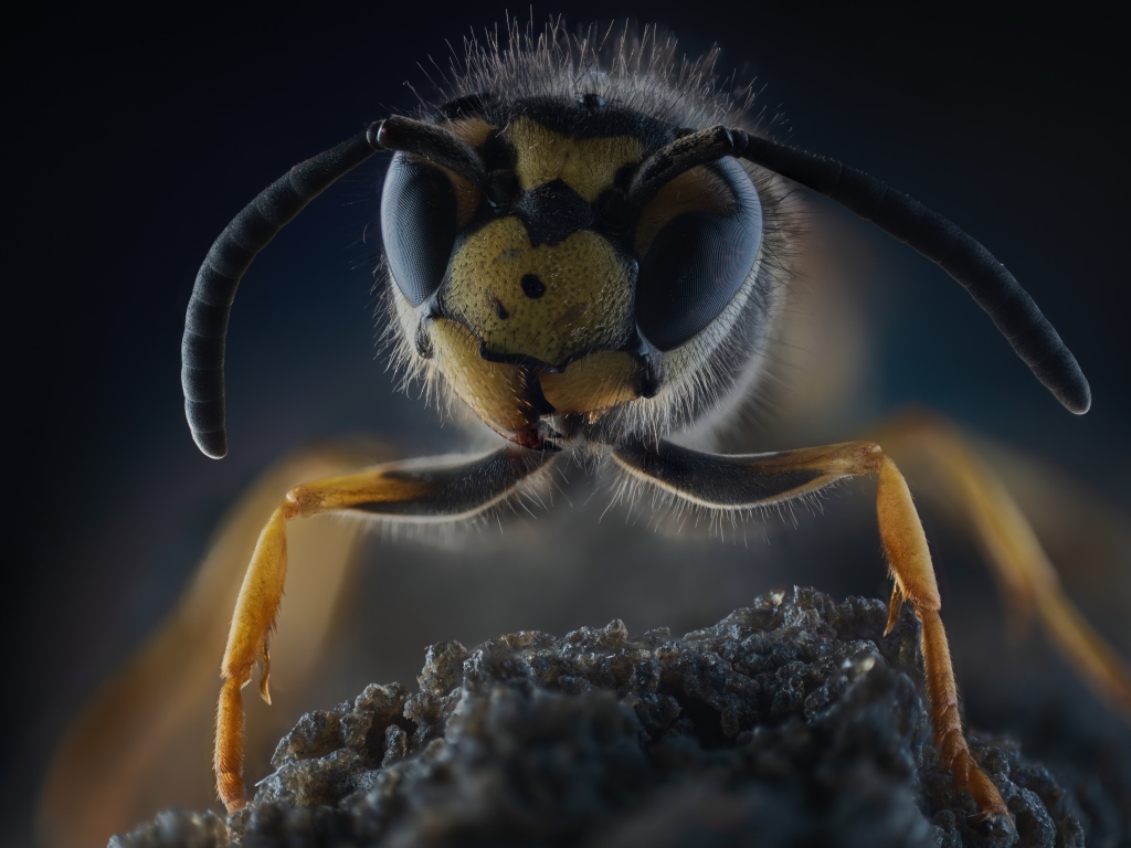 Оса на камне крупным планом