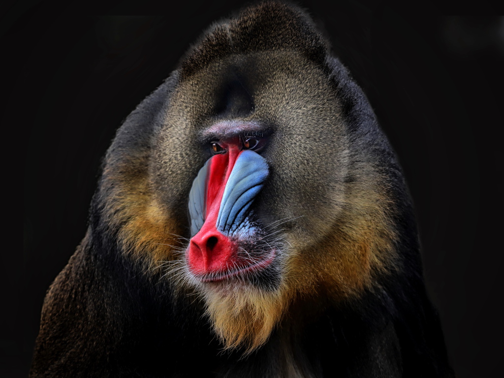 Мандрил с красным носом на черном фоне