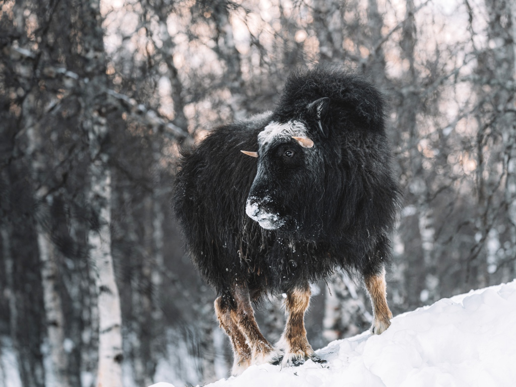 Американский бизон в зимнем лесу 