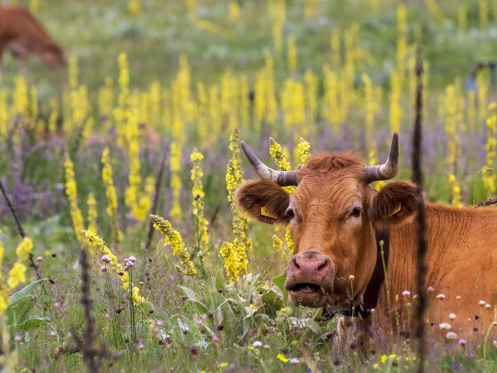 Большие коричневые коровы пасутся на поле с цветами
