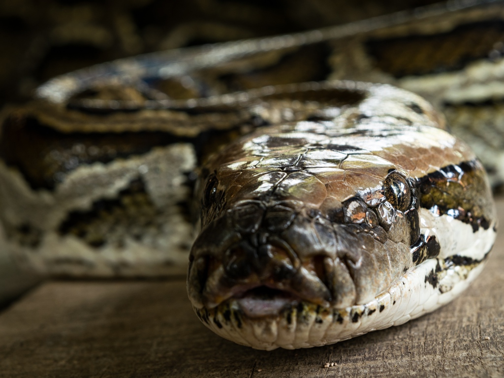 Большой питон крупным планом 