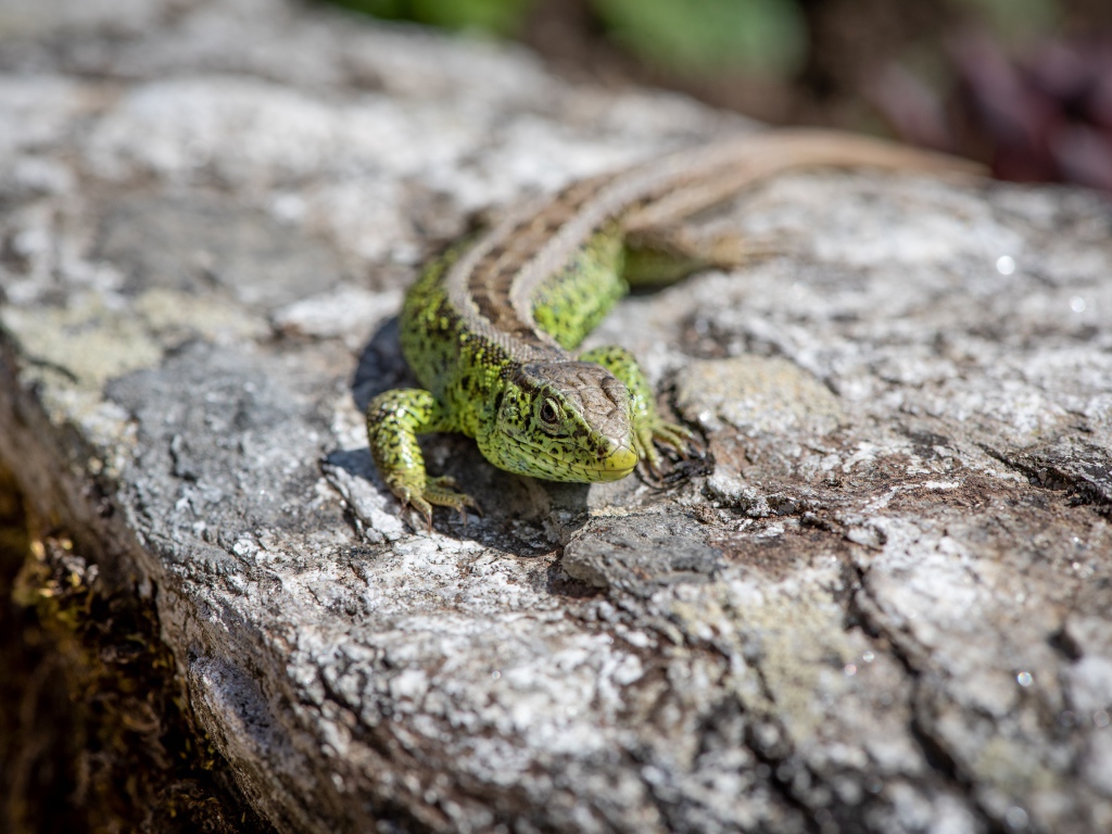 Зеленая ящерица сидит на камне 