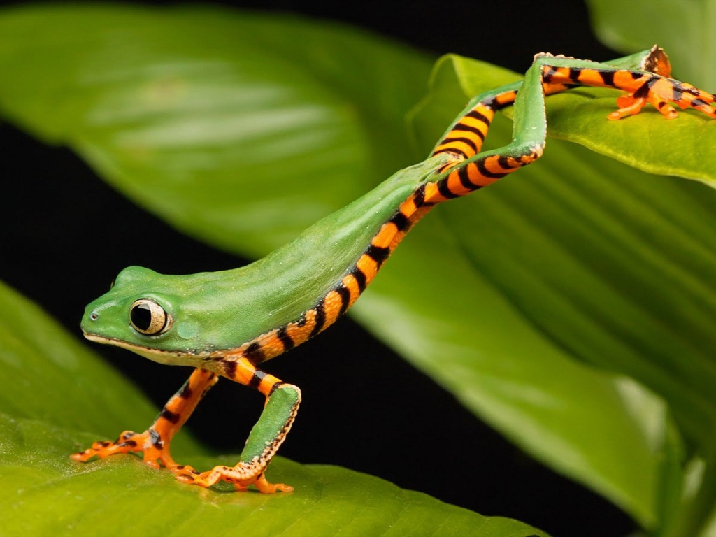 Маленькая зеленая лягушка в зеленых листьях 