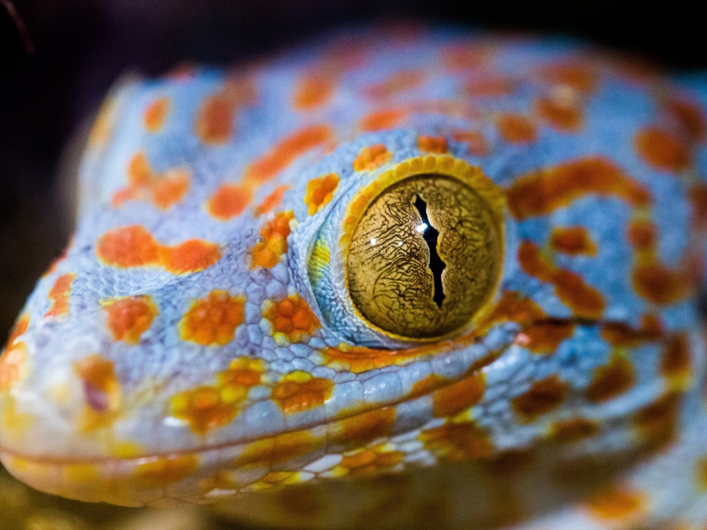 Голова ящерицы с желтыми глазами крупным планом 