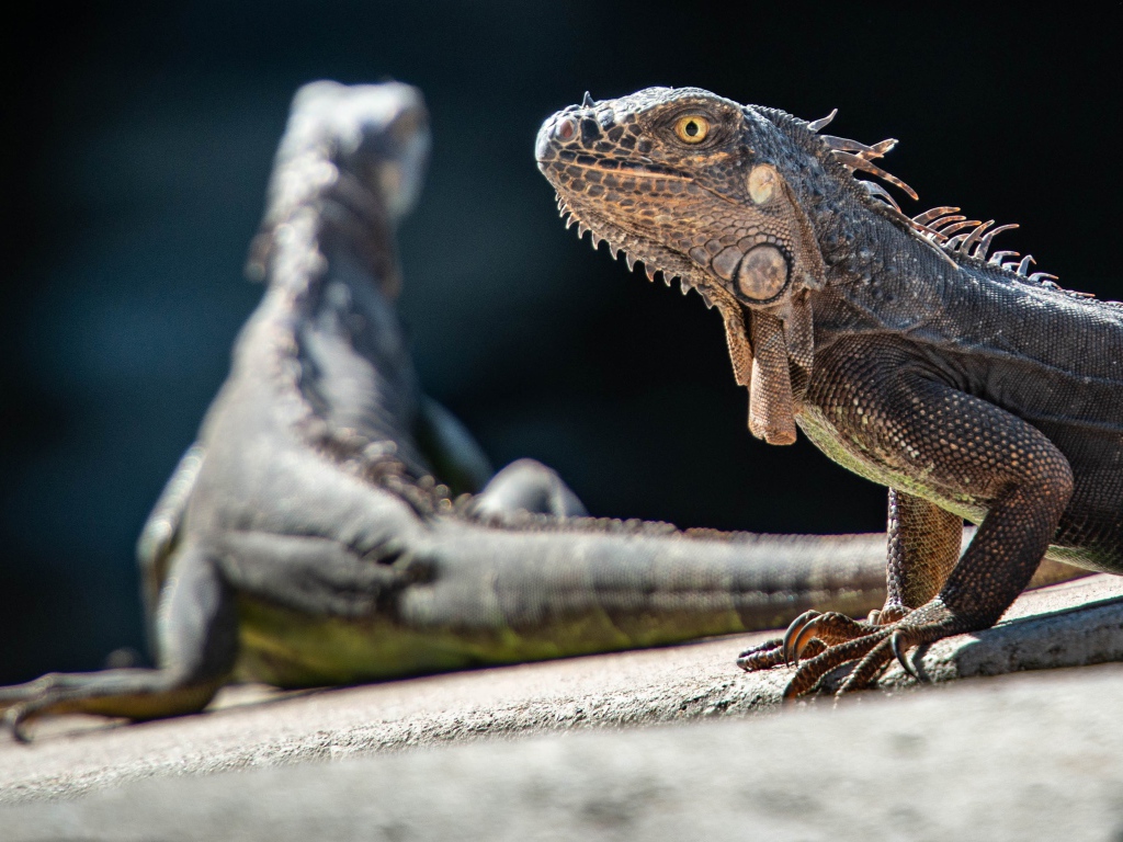 Две большие игуаны греются на камне