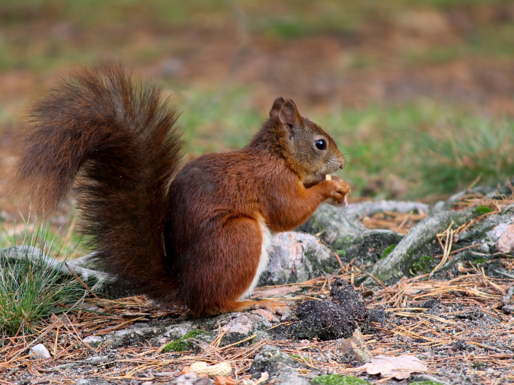 Fluffy red squirrel