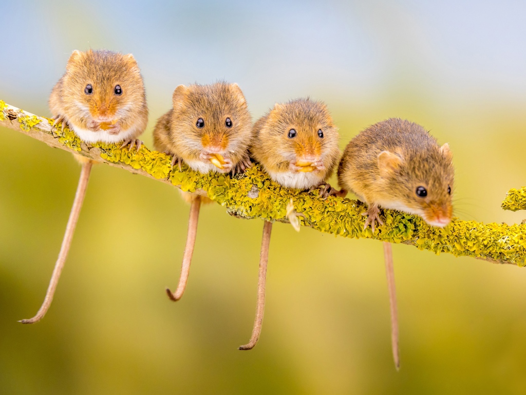 Четыре маленькие мышки сидят на ветке