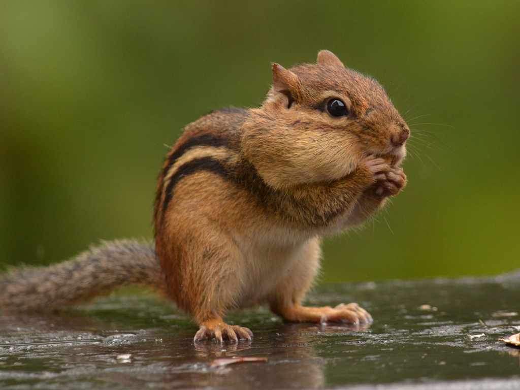 Маленький бурундук грызет орех