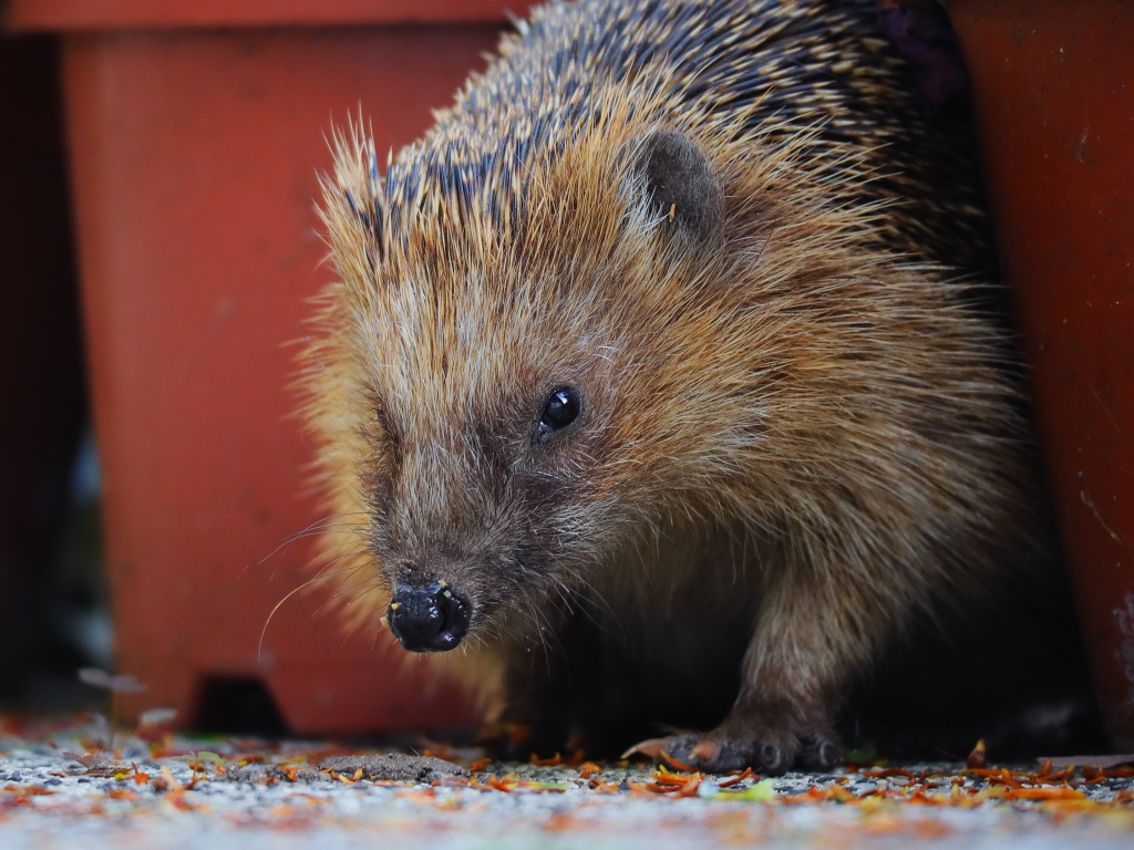 Старый колючий еж крупным планом