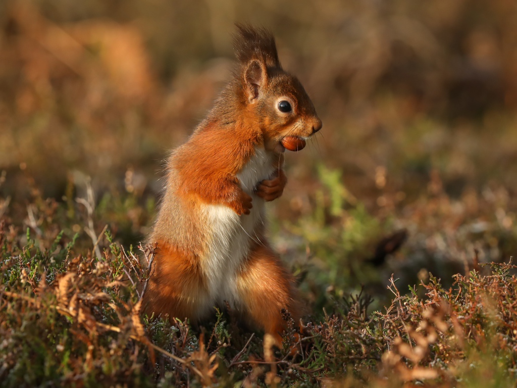 Рыжая белка стоит с орехом в зубах на траве 