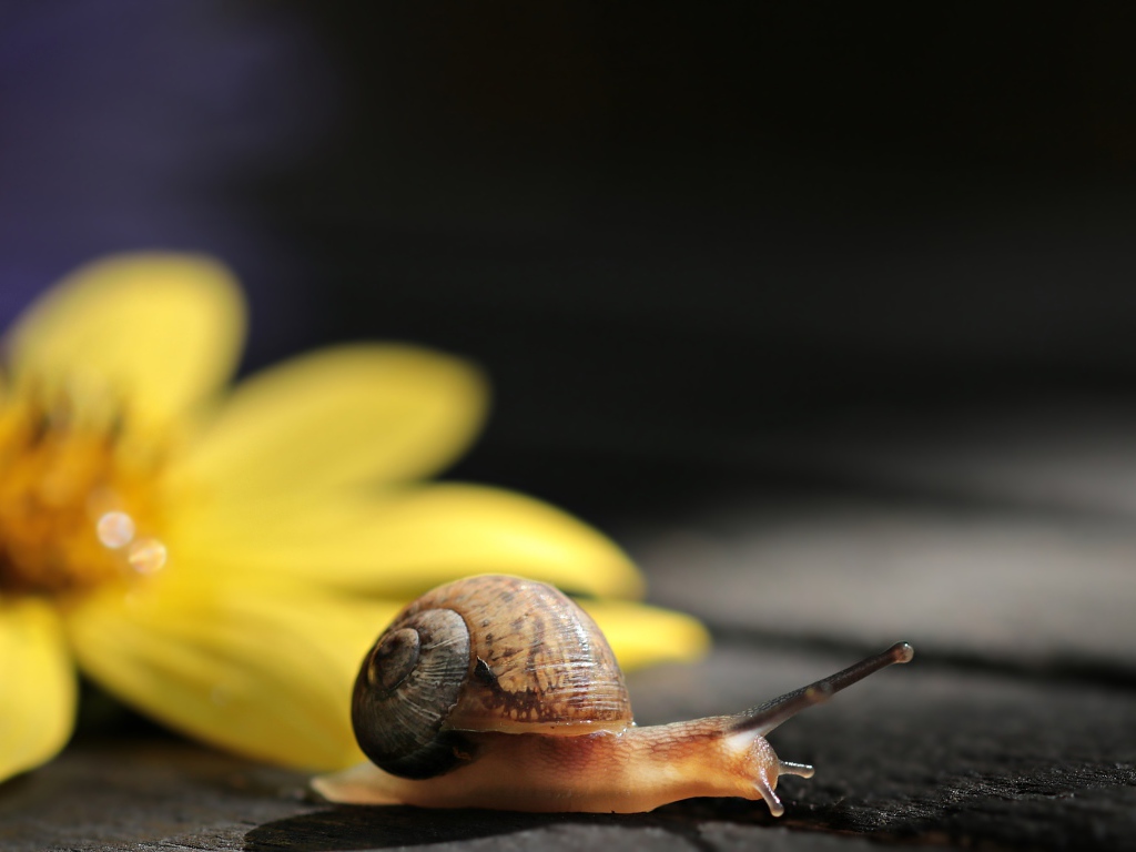 Улитка с желтым цветком на столе 