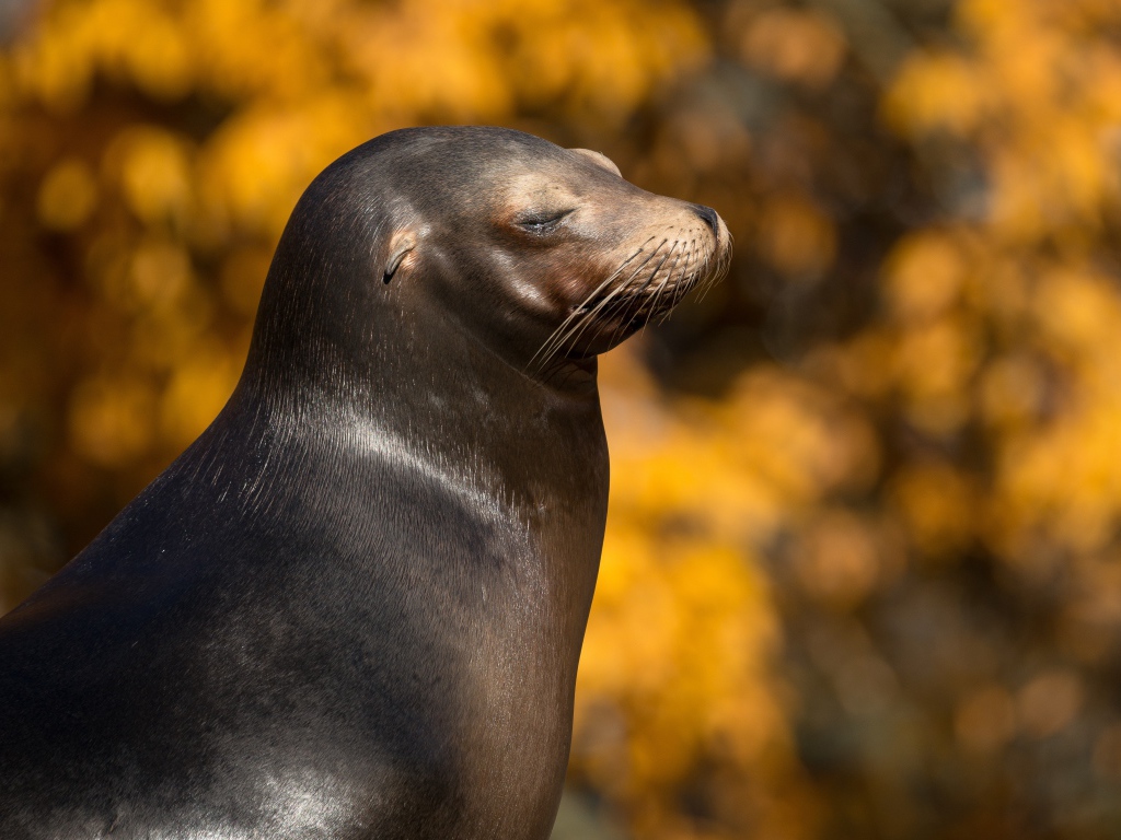 Морской котик с закрытыми глазами греется на солнце