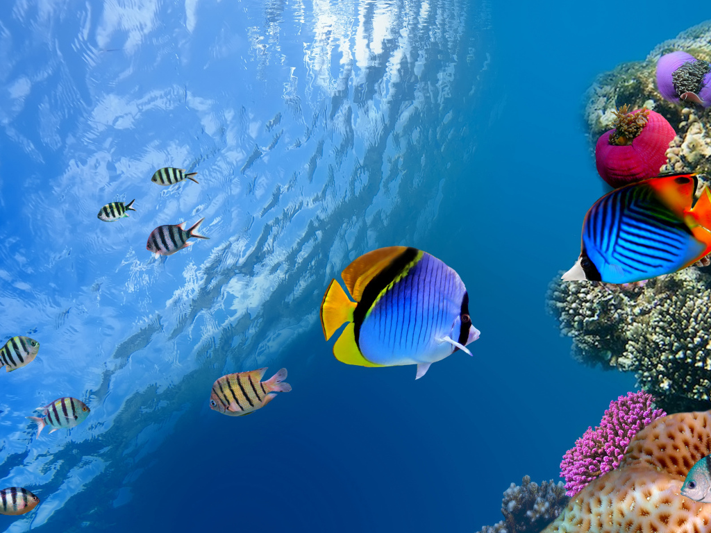 Разноцветные рыбы и кораллы под водой в океане 