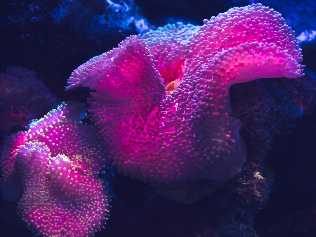 Красные кораллы в воде крупным планом