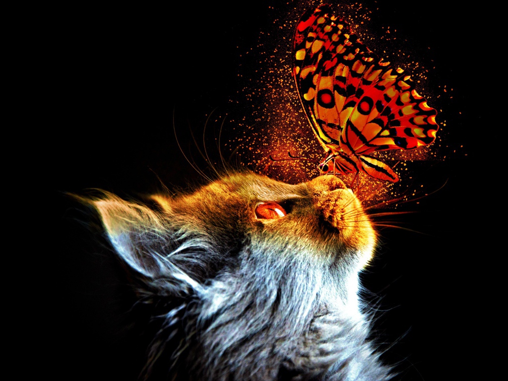 Кот с бабочкой на носу на черном фоне