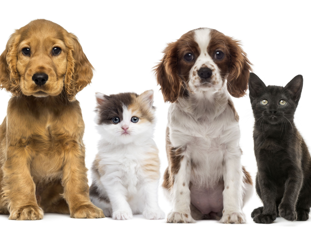 Два щенка и два котенка на белом фоне