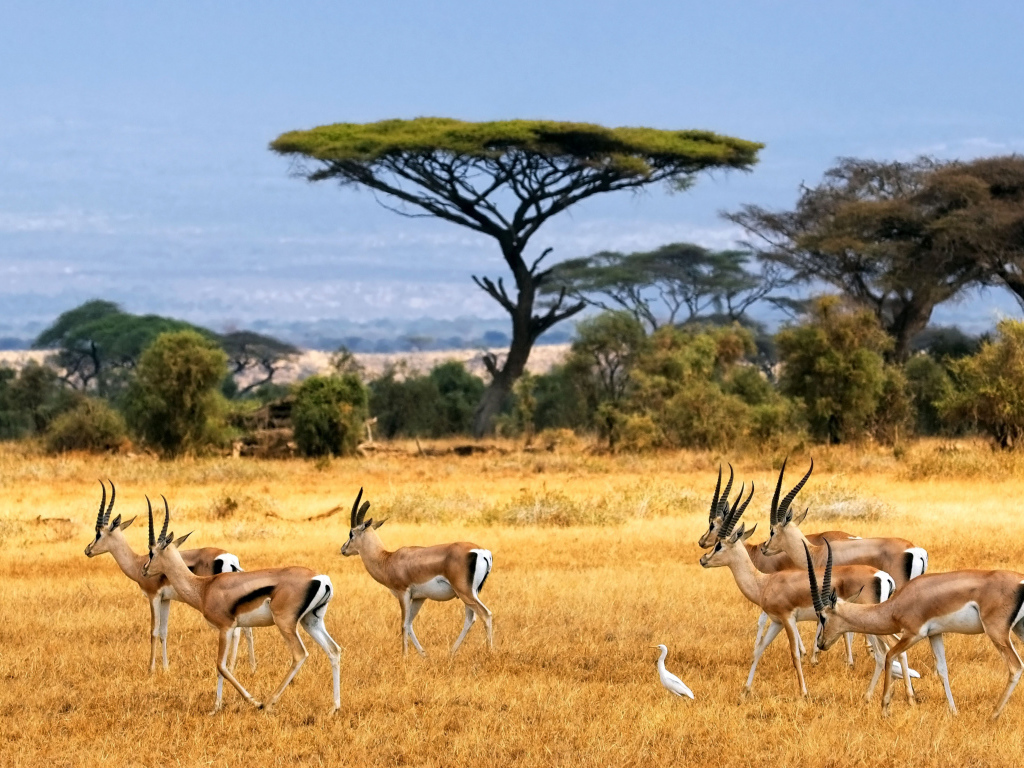 Стадо антилоп в сафари с белыми цаплями 