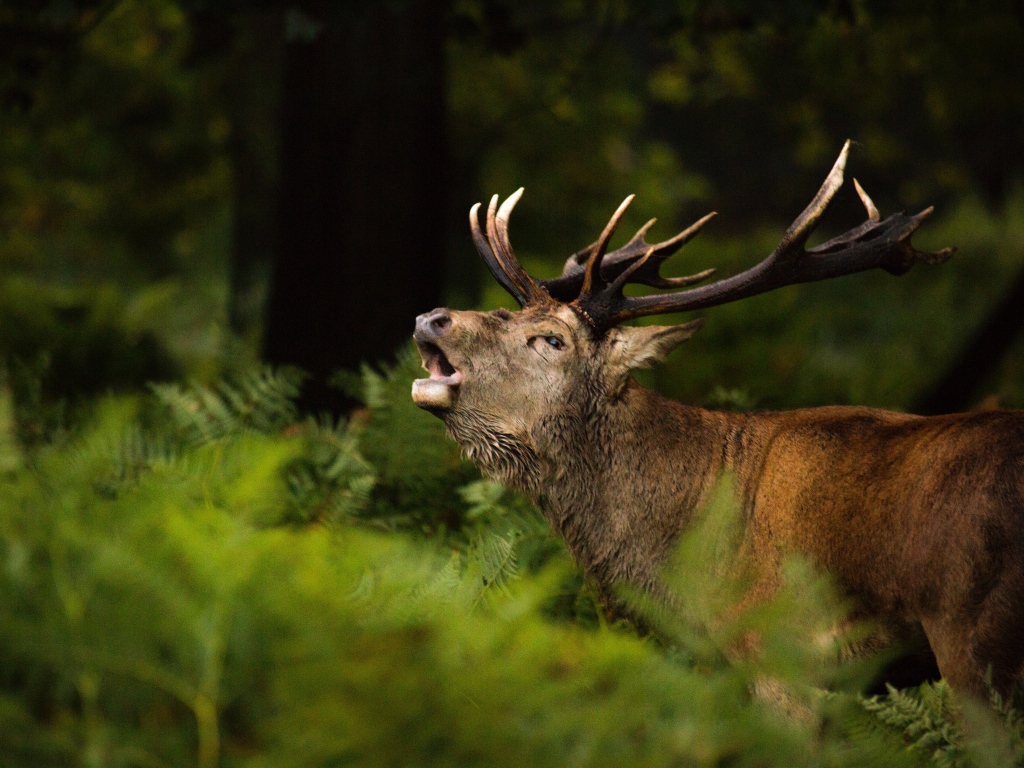 Большой олень кричит в лесу в зеленой траве