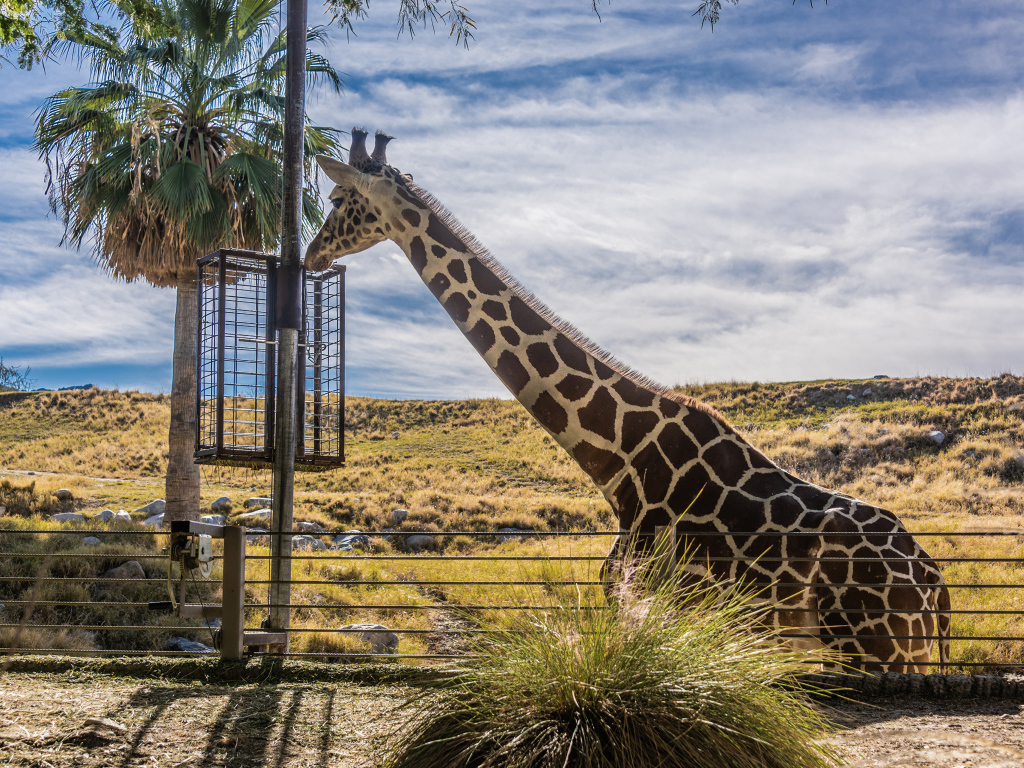 Большой жираф на фоне голубого неба 