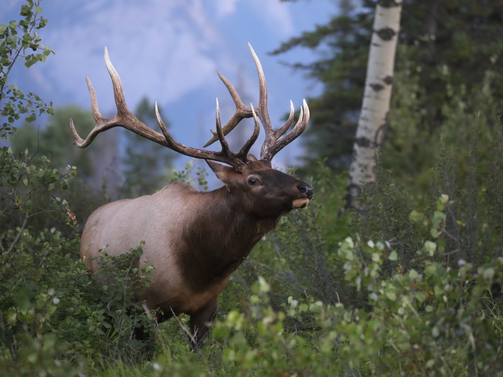 Большой рогатый олень в лесу 