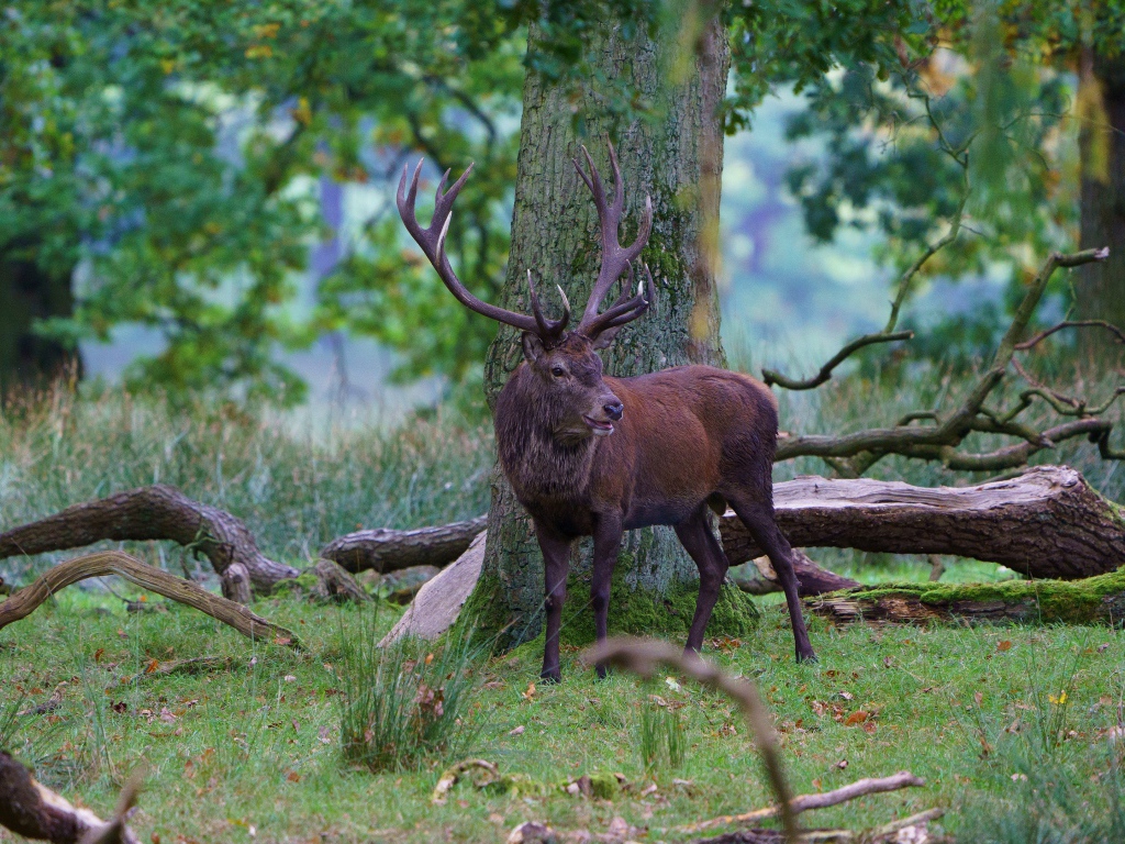 Олень с большими рогами в лесу у дерева 