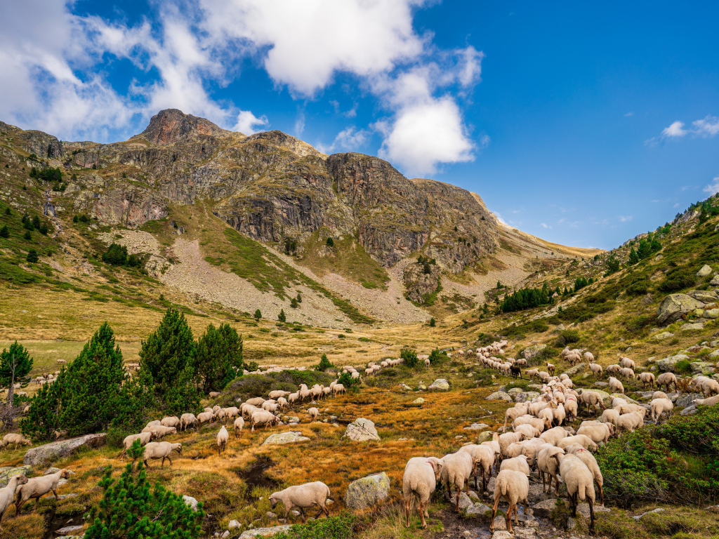 Стадо овец в горах под голубым небом