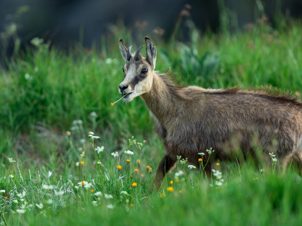 Коза пасется на зеленой траве